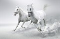 黒と白を走る白雪姫の馬